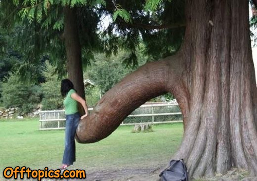 wood