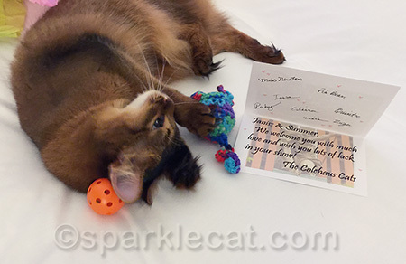 My human and I really loved the gift bag