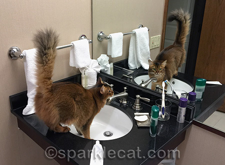 No, I wasn't washing my paws