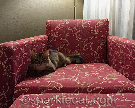 This is MY chair!
