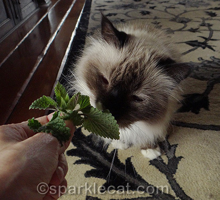 It was VERY fragrant!