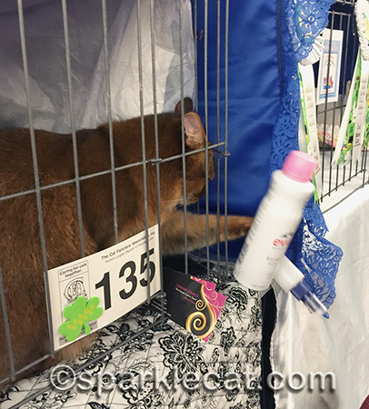 My human had to finally put my grooming things somewhere I couldn't see