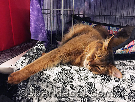 My human didn't have the heart to disturb me