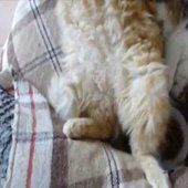 Les chats zen : vidéo de chat drôle