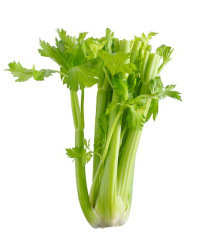 celery on a white background