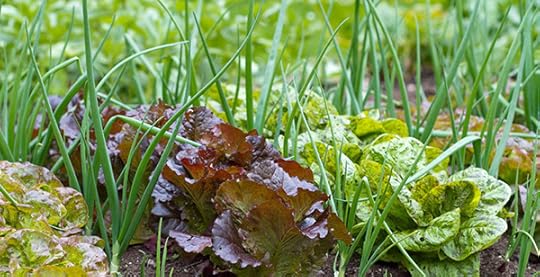 companion-planting