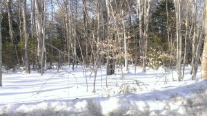 prespring