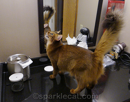 Asking Ceiling Cat why my human refuses to do a room service order of hot wings