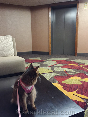 I was not too sure about those elevator doors!