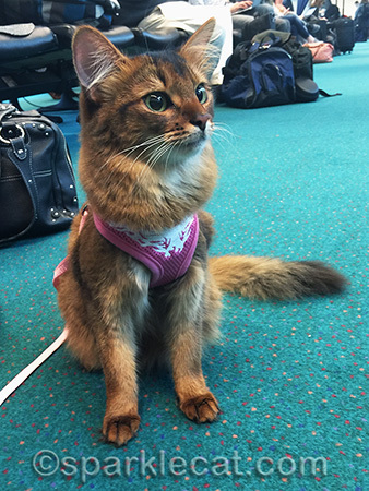 At the Portland airport, waiting to go home