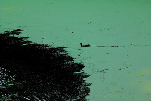 Photo by Paul Grebanier