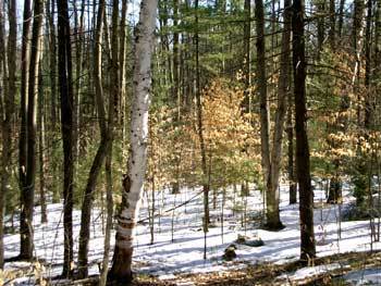 Late-winter-woods-017