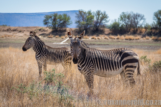 Mountain Zebra National Park
