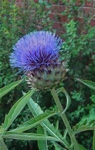 cardoon