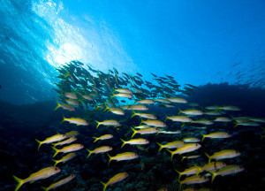 School of fish