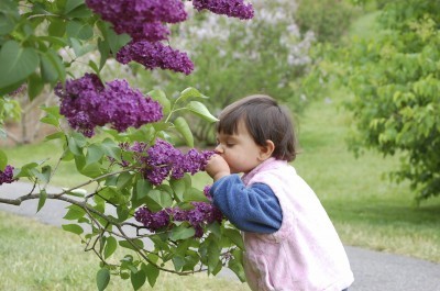 scratch-n-sniff garden