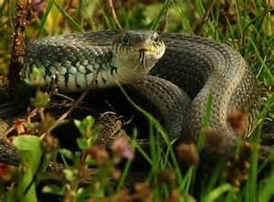 snake