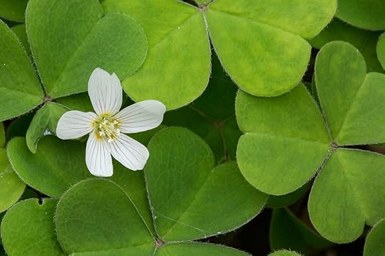 Oxalis oregana