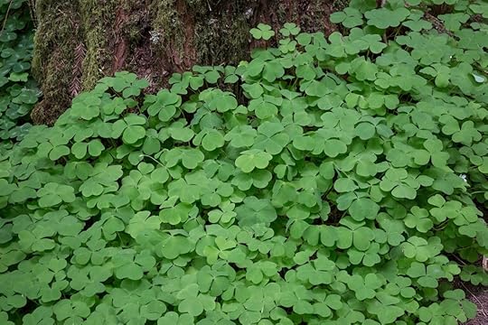 Oxalis oregana 