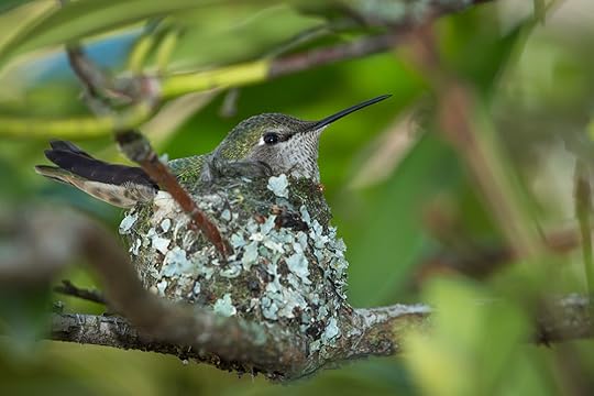 Photo © Richard P. Weber 2015