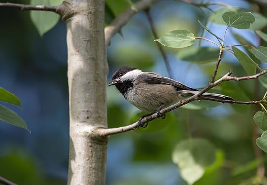 Black-capped chickadee