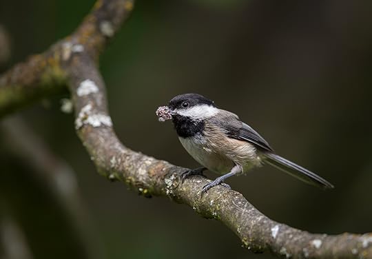 Photo © Richard P. Weber