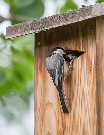 Black-capped chickadee feeding his mate