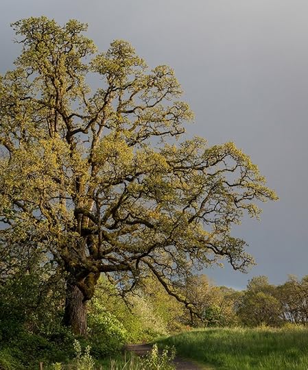 Garry oak (Oregon white oak)