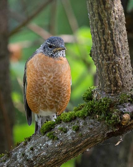 American robin (juvenile) © 2014 Richard P. Weber