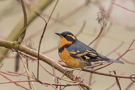 Varied thrush