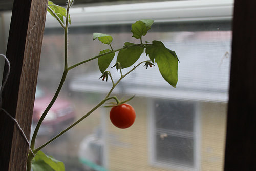 tomato plant