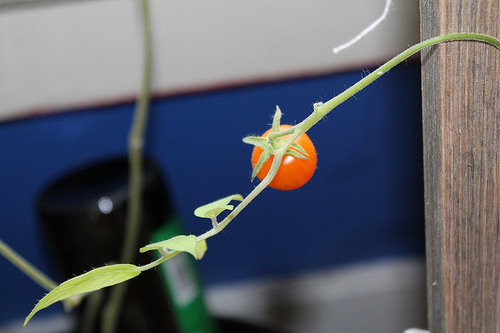 tomato plant