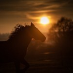 horse