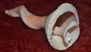 broken shell closeup