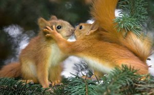 Squirrel-Love