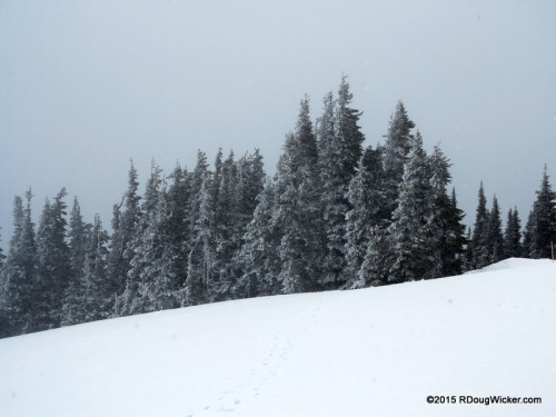 Snow Falling on Fir