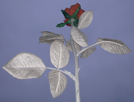 the rose