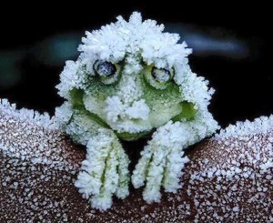 10882177_826513387387194_1623030700864853953_n