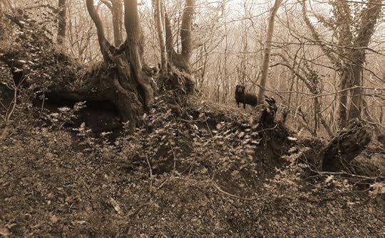 Woodland boundary 2