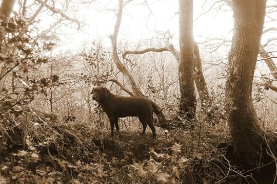 Woodland boundary 3