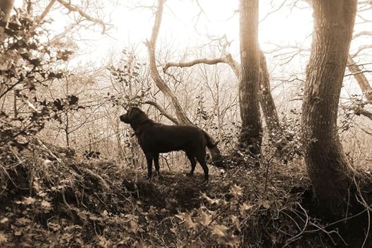 Woodland boundary 4