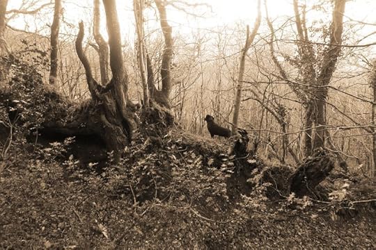 Woodland boundary 5