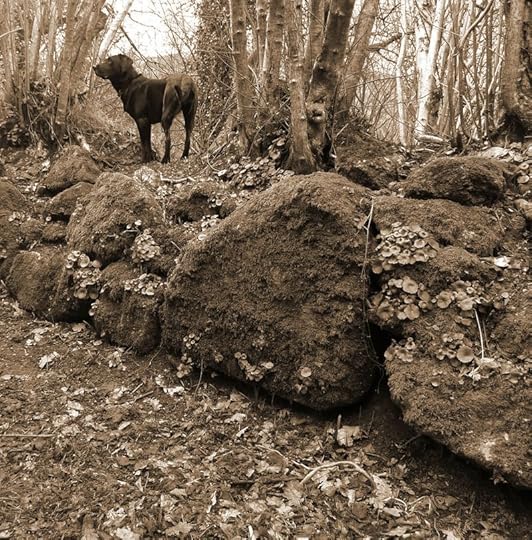 Woodland boundary 7