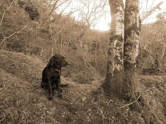 Woodland boundary 8