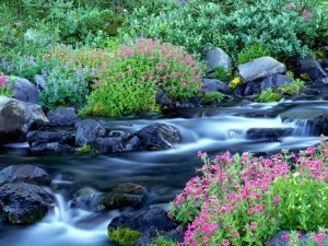 SPRING