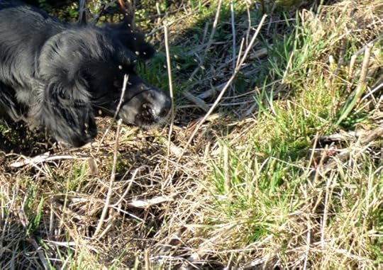 kites and hares walk 140