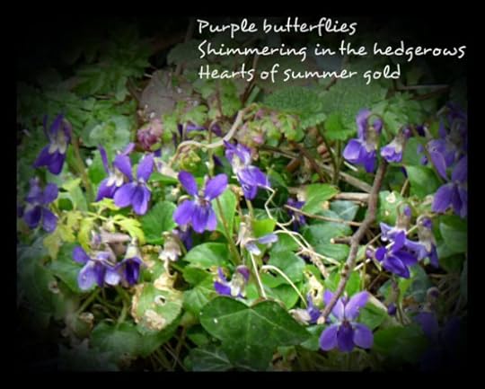Purple butterflies Shimmering in the hedgerows Hearts of summer gold