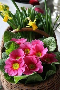 Basket of Spring