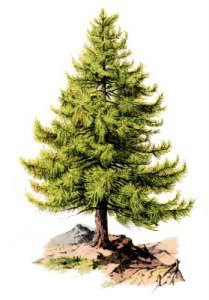 pine_tree