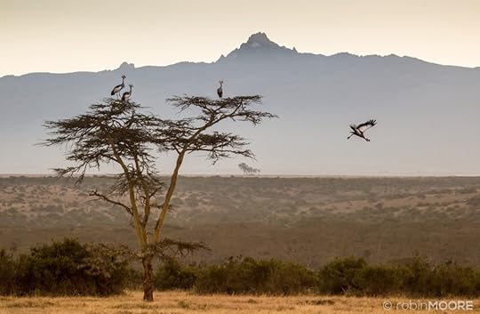 Crowned Cranes watermarked